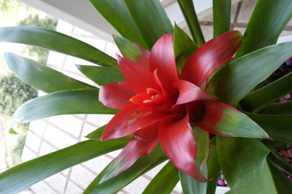 鴻運(yùn)當(dāng)頭的葉子干卷了怎么辦