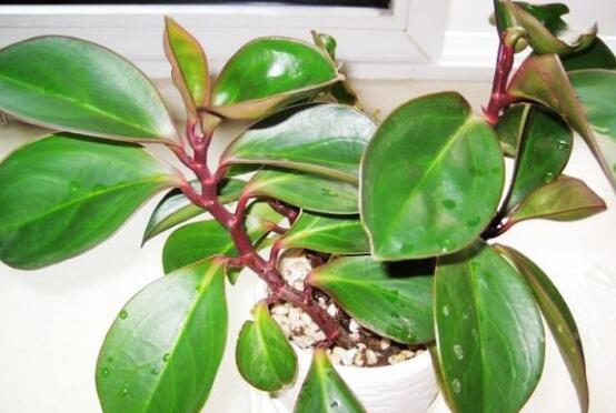 紫邊碧玉怎么養(yǎng)，七個基本方法教你養(yǎng)殖好