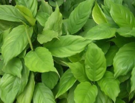 萬年青樹的種類，好看的六種萬年青圖片欣賞