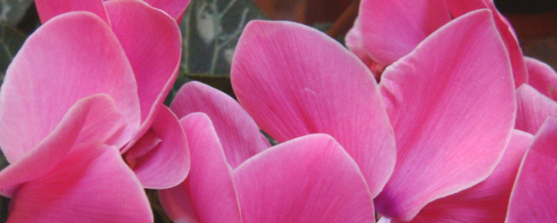 仙客來好養(yǎng)嗎