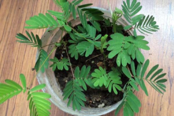 如何判斷含羞草死沒死