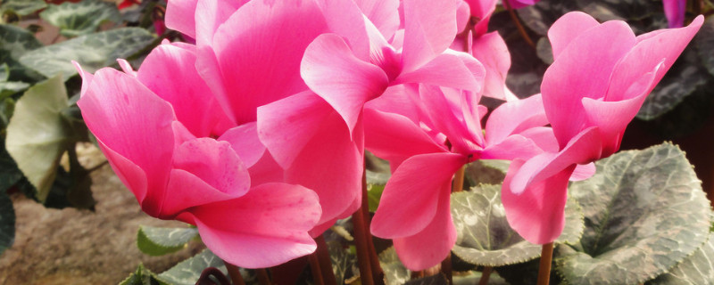 北方冬天如何養(yǎng)仙客來(lái)