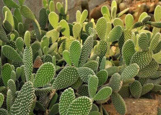 仙人掌沒根能活嗎，能活/傷口消毒晾干、重新移植上盆