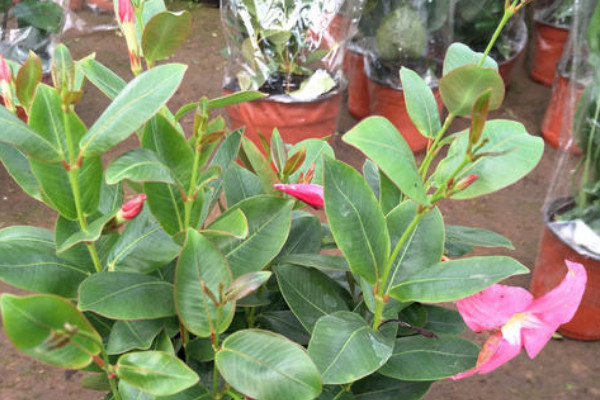 飄香藤怎么養(yǎng)開花多