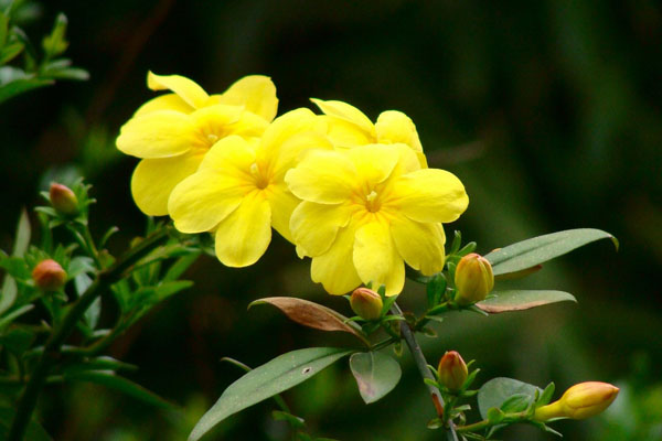 迎春花的特點(diǎn)