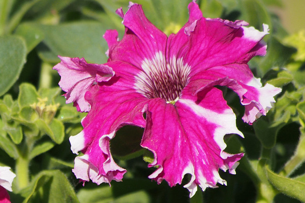 紫羅蘭冬天會(huì)不會(huì)凍死