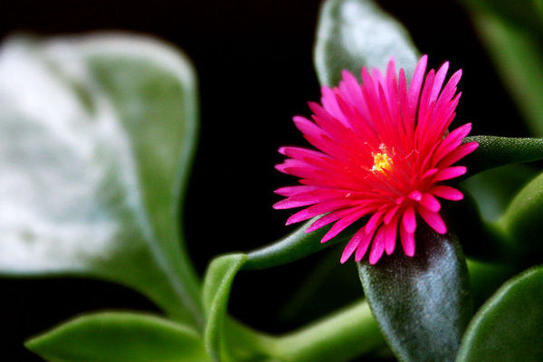 玫瑰吊蘭和牡丹吊蘭的區(qū)別