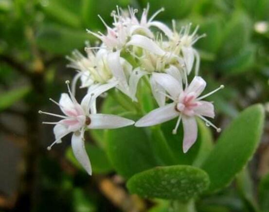 玉樹怎么澆水效果最好，不干不澆、澆則澆透