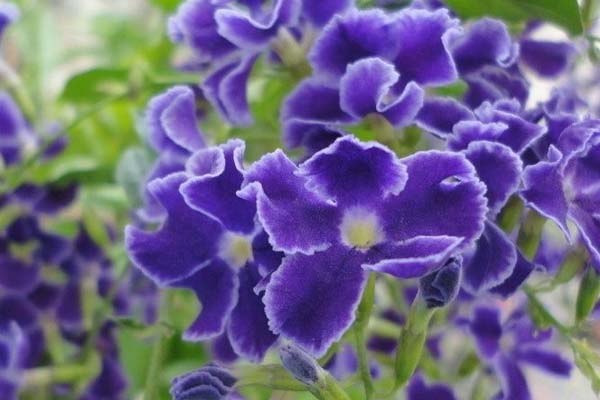 紫羅蘭的養(yǎng)殖方法和注意事項(xiàng)