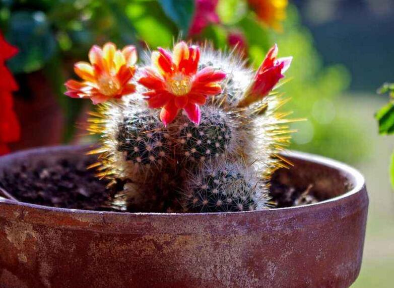 仙人掌繁殖方法大全，側(cè)芽和種子繁殖方法最適合