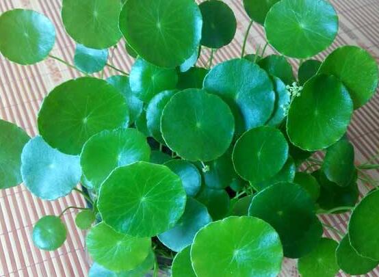 黃銅錢草有哪些常見(jiàn)的品種，欣賞四種最好看品種