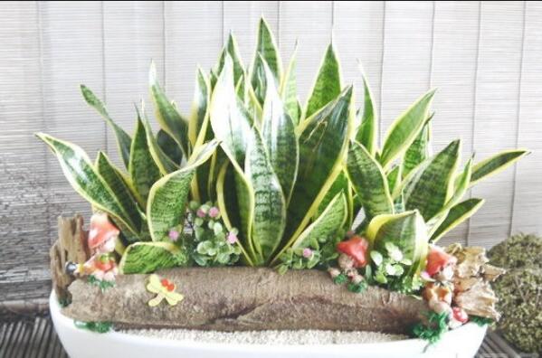 一帆風(fēng)順吸收甲醛嗎，除甲醛效果好