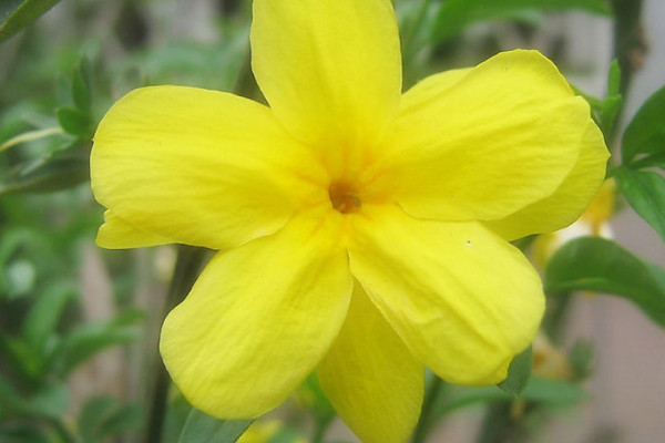 迎春花和云南黃馨區(qū)別