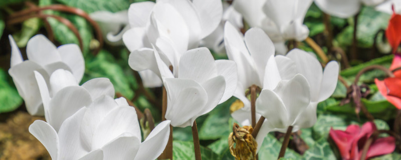 仙客來(lái)可以放房間嗎