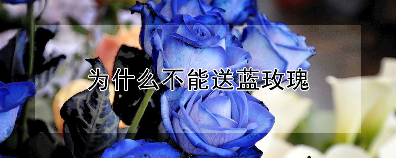 為什么不能送藍(lán)玫瑰