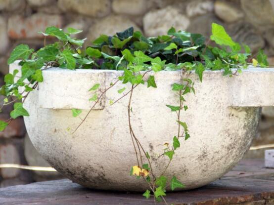 常春藤葉片干枯怎么救，老農(nóng)總結(jié)三種最有效解決辦法