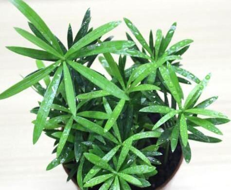 迷你羅漢松的養(yǎng)殖方法，簡單好養(yǎng)的四種方法