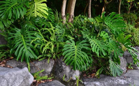 龜背竹晚上放臥室嗎，可以/凈化空氣、添福加壽、有利健康
