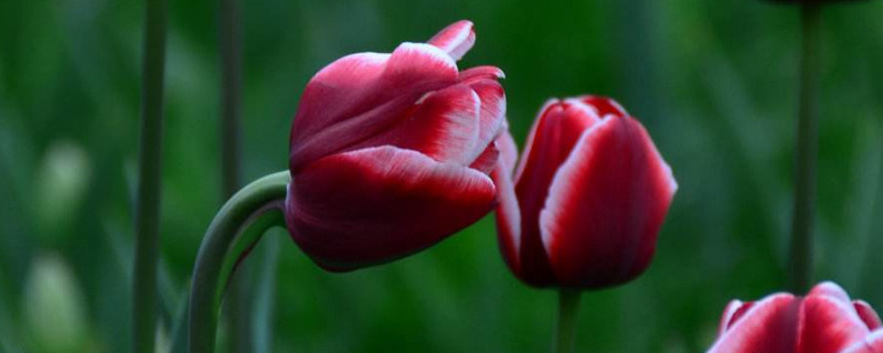 郁金香和玉蘭花的區(qū)別