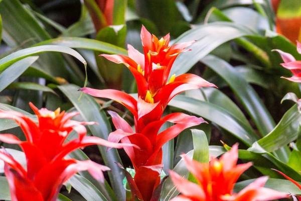 鴻運(yùn)當(dāng)頭有毒嗎能放臥室嗎