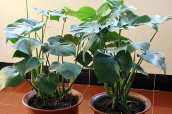 龜背竹吸甲醛嗎，能吸/可除去室內(nèi)90%甲醛