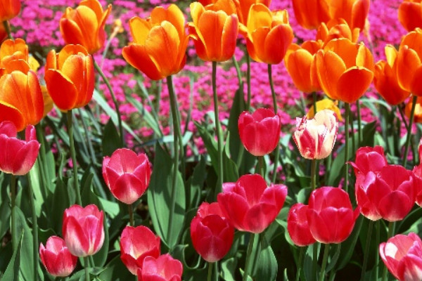 郁金香沒光照會合上嗎