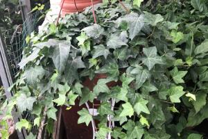 常春藤有什么風(fēng)水作用，常春藤的功效與作用