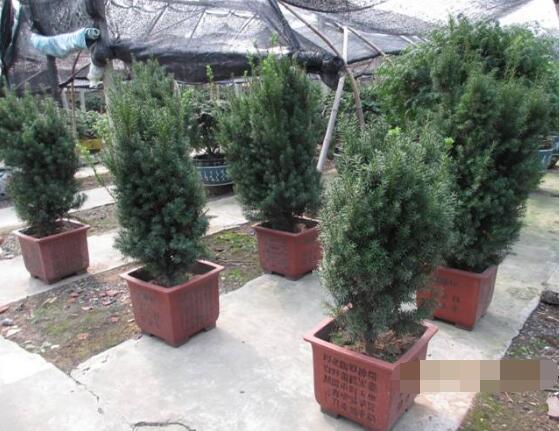 紅豆杉怎么修剪，紅豆杉修剪方法