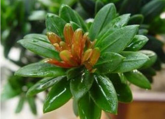 羅漢松什么品種最好，盤點(diǎn)最珍貴且珍稀四種品種