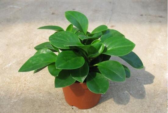 碧玉怎么養(yǎng)才能瘋長，做好這六點可生長得盆盆爆滿