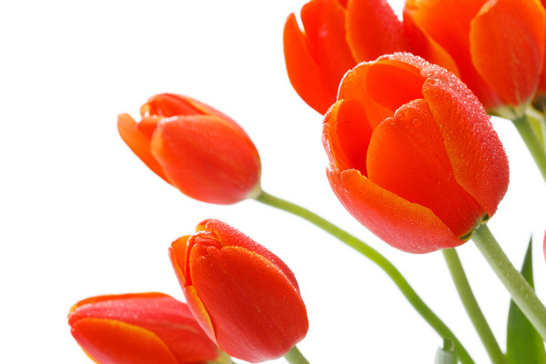 郁金香夏天怎么養(yǎng)