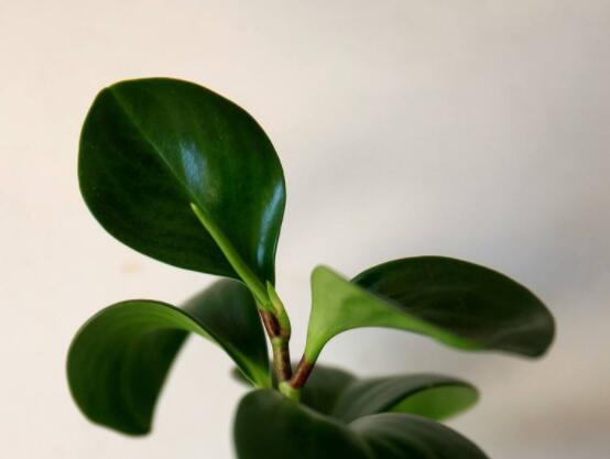 碧玉花的扦插方法圖解，教你五個扦插便可爆盆好方法