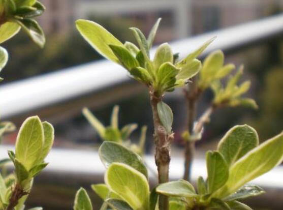 六月雪不發(fā)芽怎么辦，教你三種最直觀解決辦法