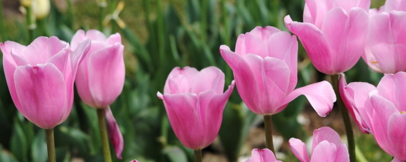 郁金香種了半個月沒有發(fā)芽還活嗎