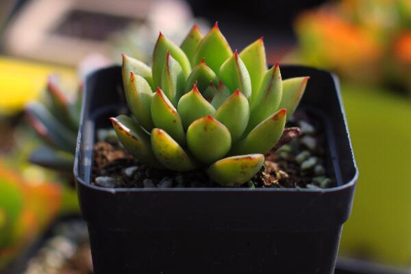 寶石花光照和溫度處理，夏季遮陰冬季向陽(yáng)