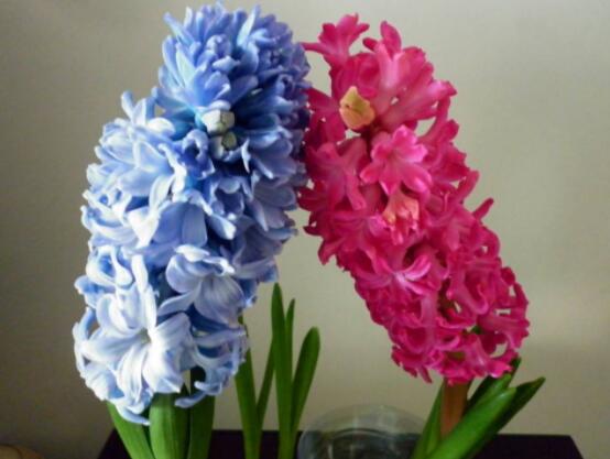 家里養(yǎng)風(fēng)信子好嗎，好/美化家居環(huán)境、凈化空氣