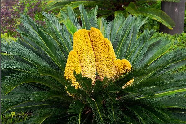 鐵樹(shù)開(kāi)花是什么征兆，是一種祥瑞之兆