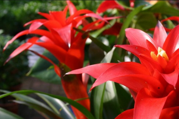 鴻運當(dāng)頭怎么配土