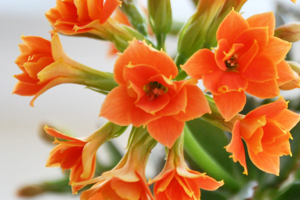 長壽花莖腐爛怎么辦