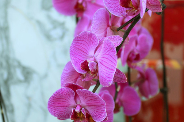 蝴蝶蘭如何過(guò)冬