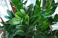 金錢(qián)樹(shù)