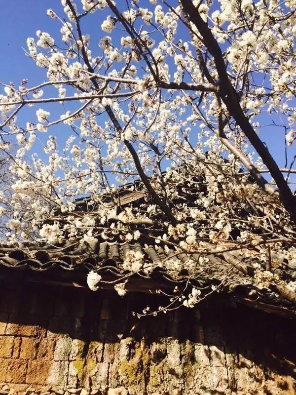 束河桃花塢，在茶馬古道浮生清閑陪父母慢慢變