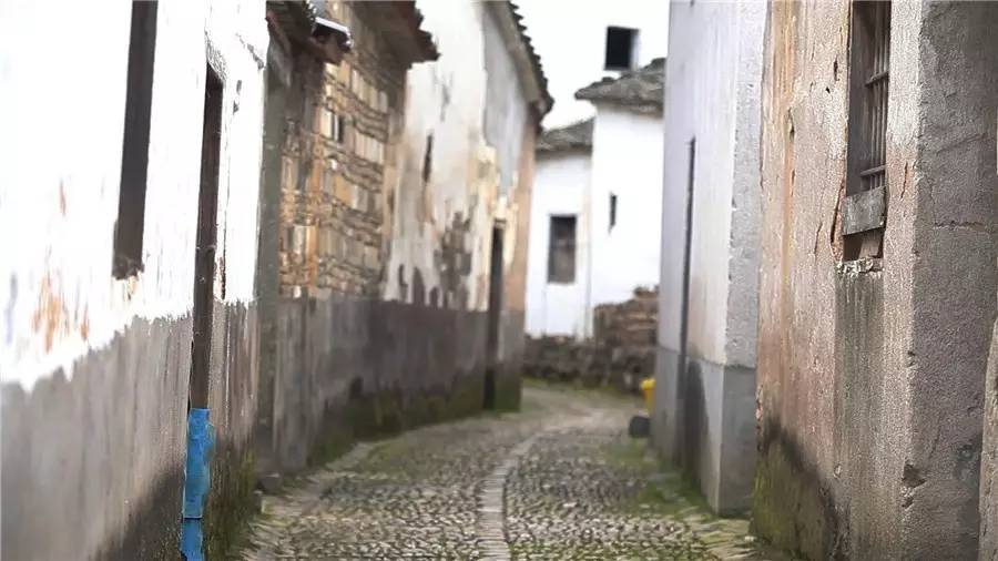 梧桐小筑，一幅靜靜舒展的水墨畫卷