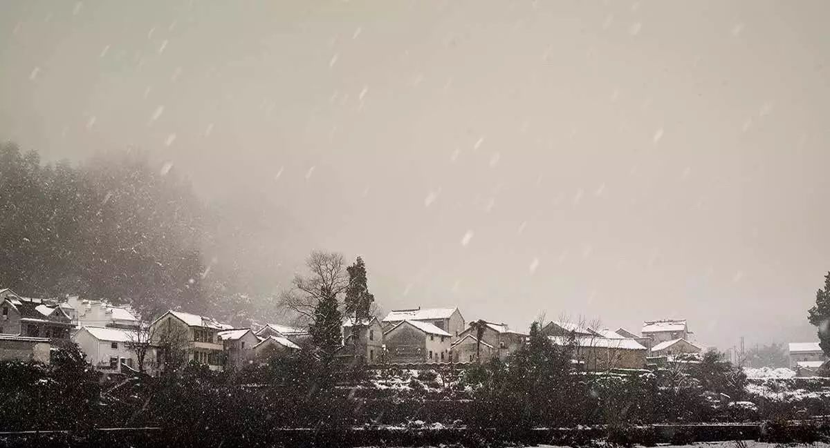 梧桐小筑，一幅靜靜舒展的水墨畫卷