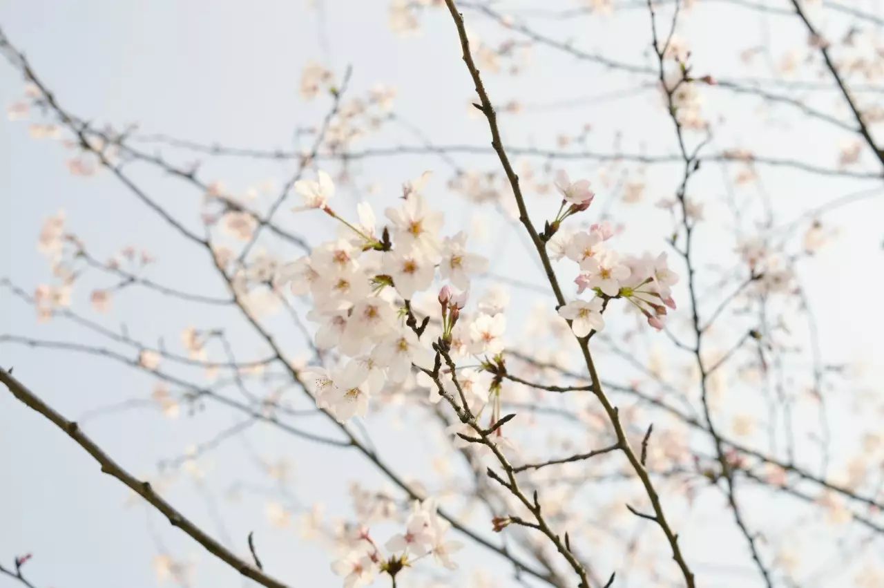 瓜洲云裳山村，春風(fēng)又綠江岸春