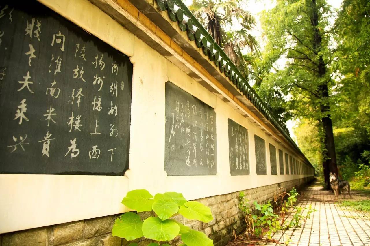 瓜洲云裳山村，春風(fēng)又綠江岸春