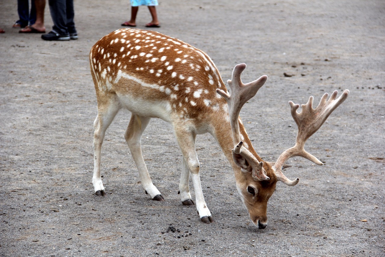 多村一號(hào)，在海外住進(jìn)小別墅慢條思理地生活