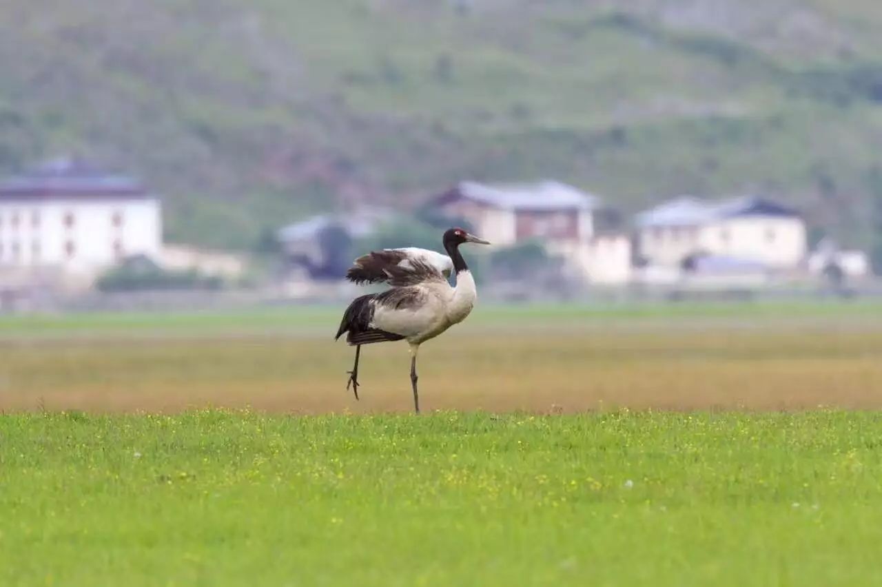 香格里拉薩洛頤度假酒店，以上帝視角看納帕海