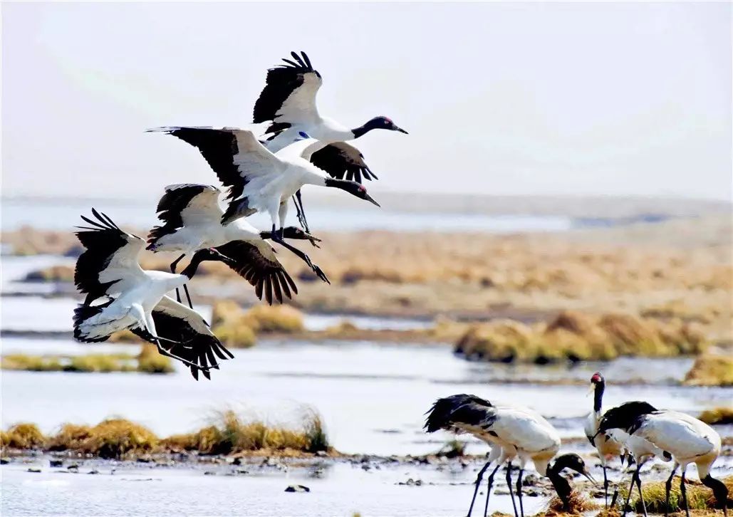 香格里拉薩洛頤度假酒店，以上帝視角看納帕海
