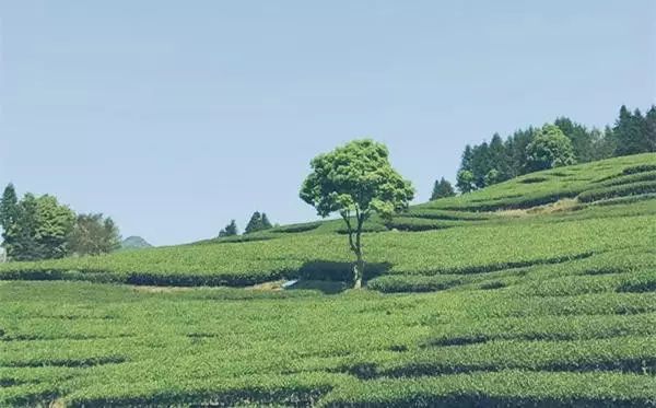 烏龍先生，用心做好茶發(fā)揚(yáng)博大精深的茶文化